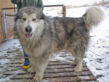 アラスカンマラミュート in 北海道